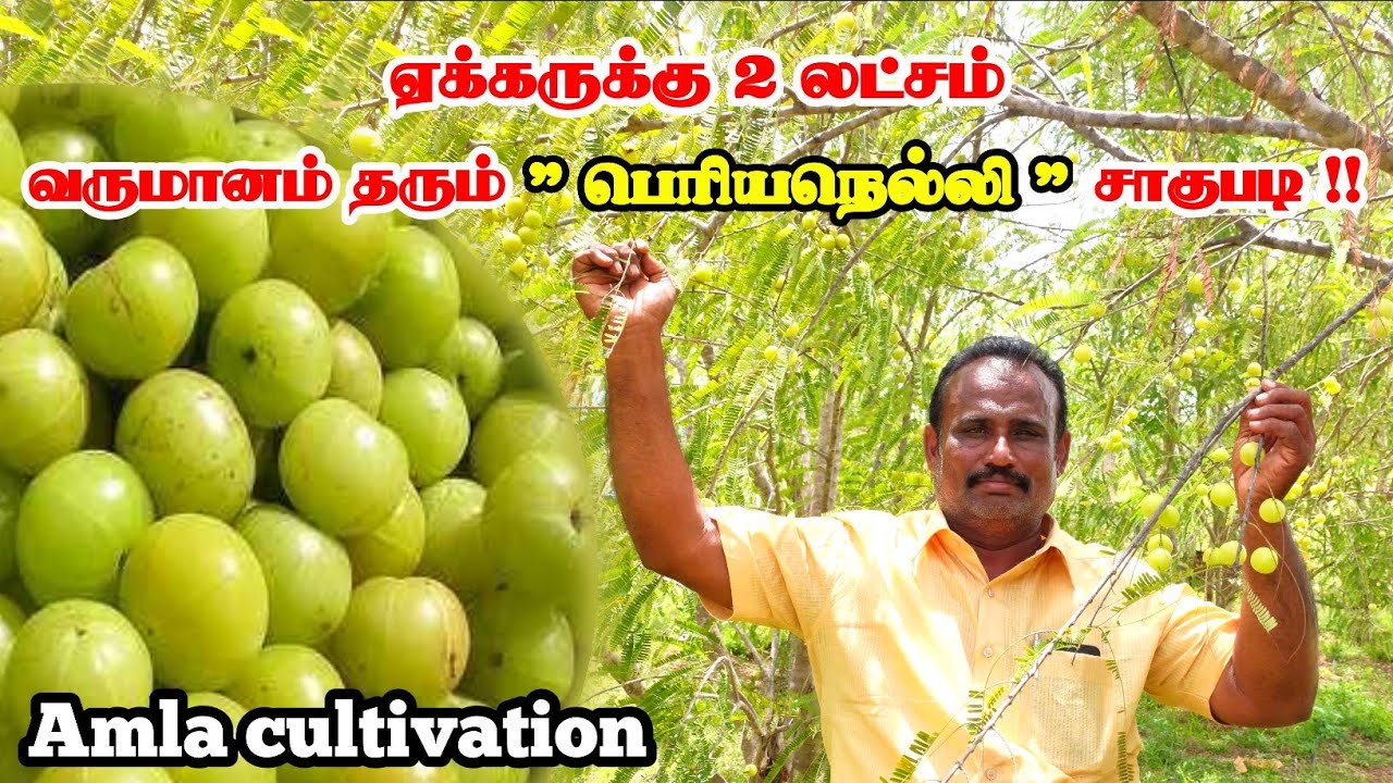 குறைந்த முதலீட்டில் அதிக லாபம் தரும் நெல்லி விவசாயம் | Amla cultivation tamil