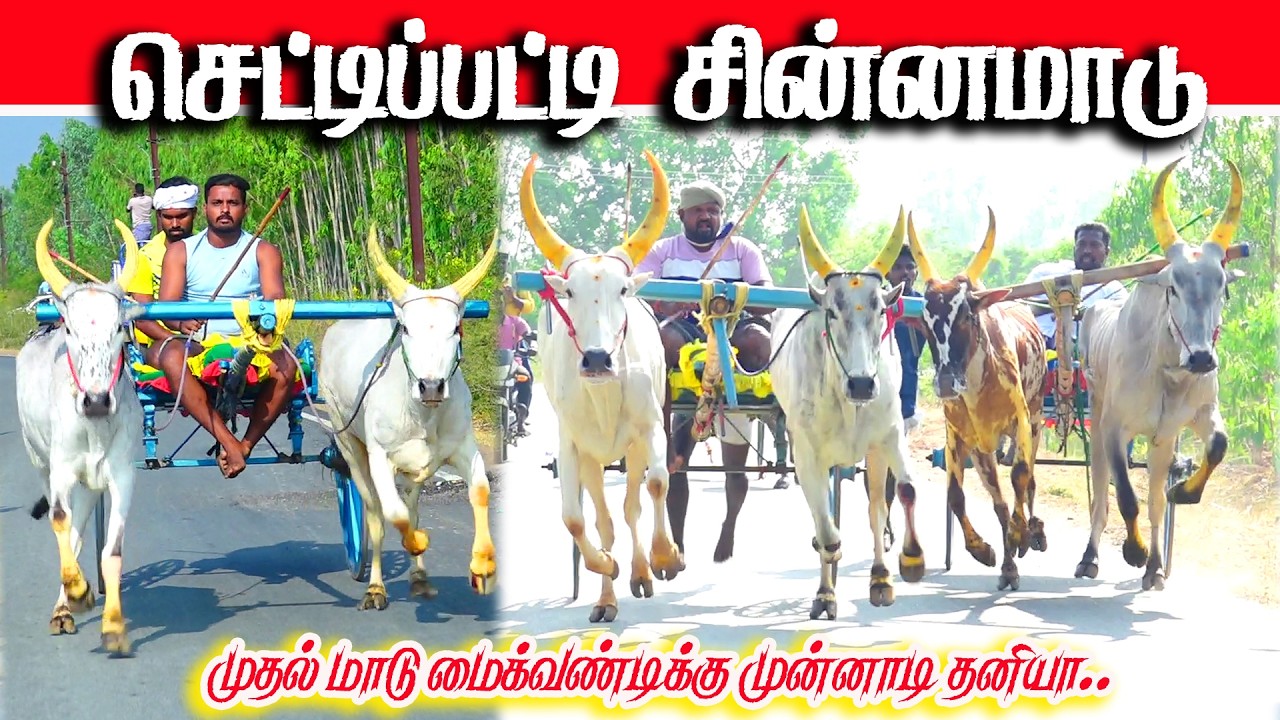 செட்டிப்பட்டி சின்னமாடு 2 பந்தயம் 10.03.2026
