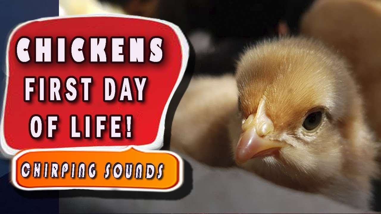 Sounds of chickens. Baby Chicks Chirping Sounds. 10 Hours