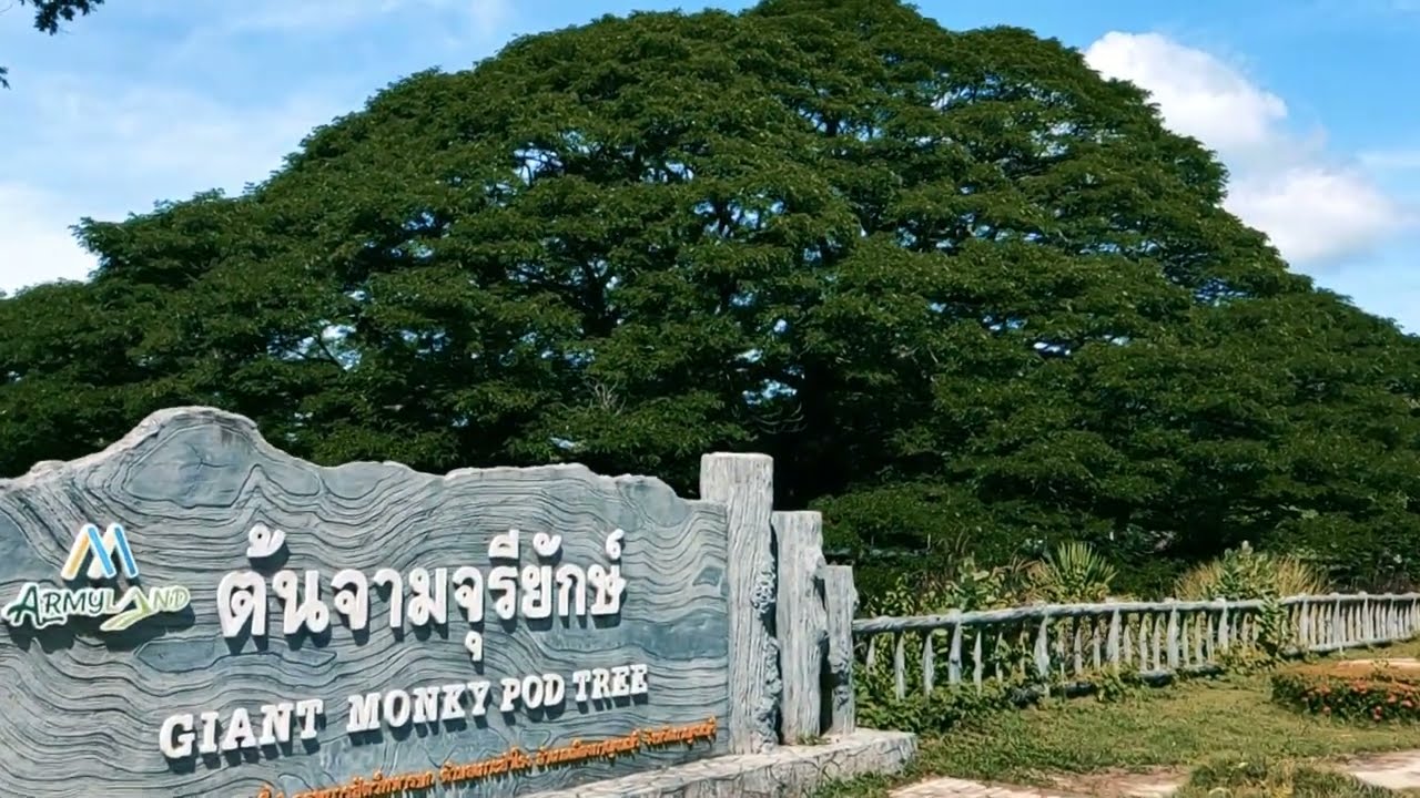 Gigant Rain Tree or Monkey Pod Tree