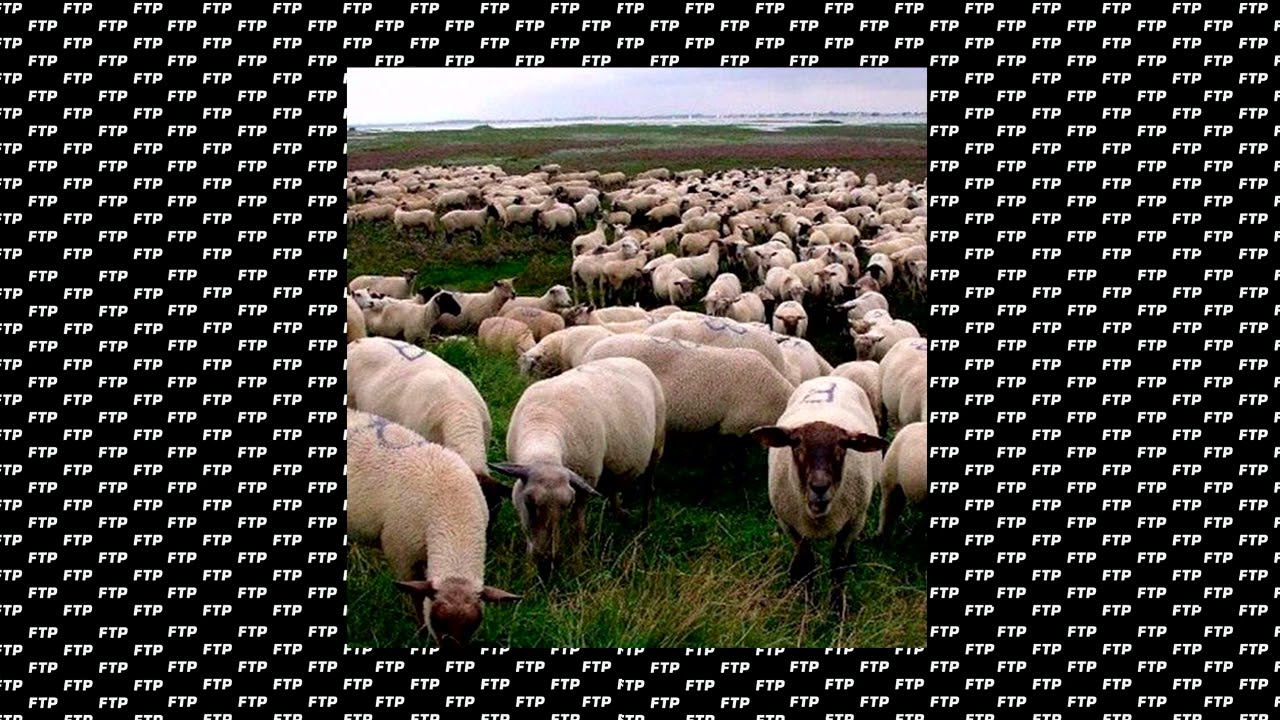 Grey Sheep EP Full Album [2015]