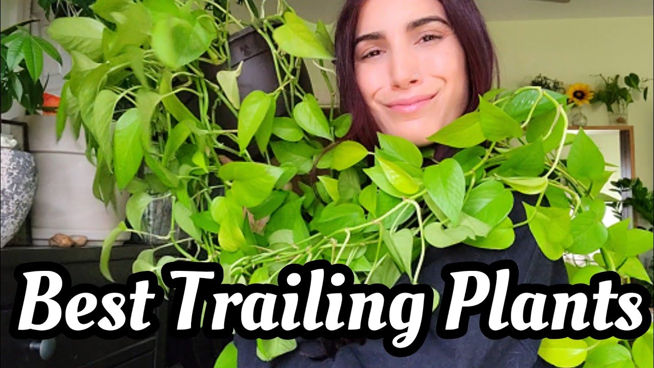 Мои любимые ампельные растения!! Легко выращиваются, распространенные и редкие виды ампельных рас...