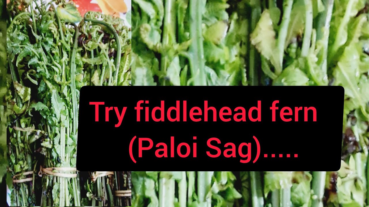 Paloi Sag | Dhekia sag |Fiddlehead fern #vegetarian food #food vlogging #Assam