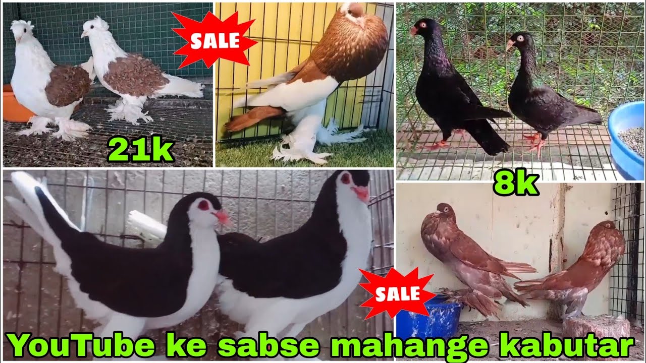 European siraji 😍 Dennis tumbler, frillback 🕊️ Mukhi, satinet, Pomeranian powder#pigeon #kabootar