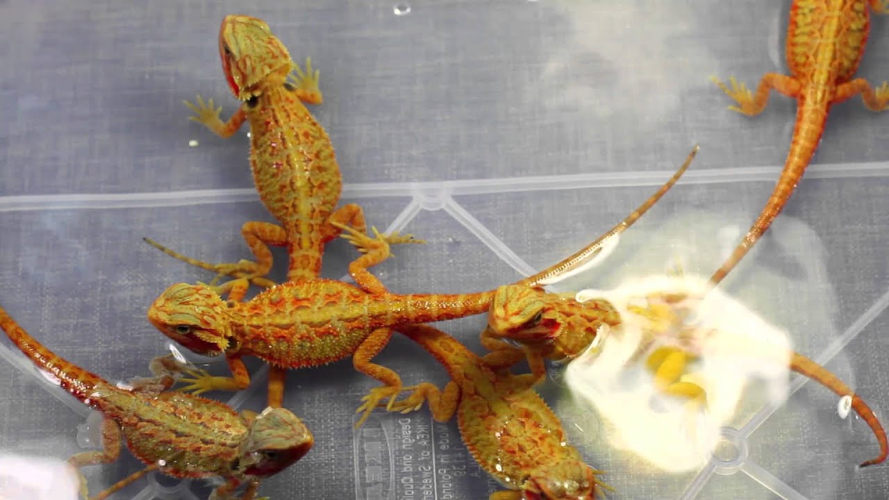 Koup&aacute;n&iacute; ml&aacute;ďat agamy vousat&eacute; / Bath Bearded dragon baby - Pogona Vitticeps