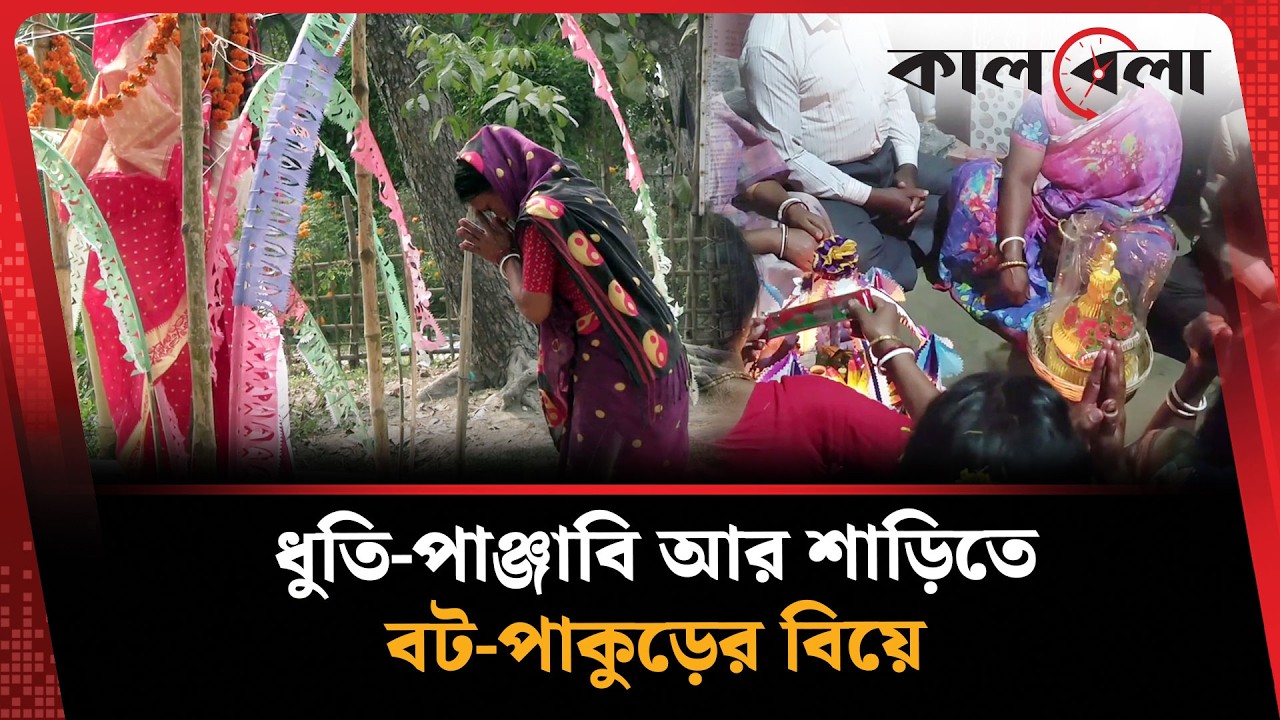 যে কারণে দেওয়া হয় বট-পাকুড়ের বিয়ে | kurigram |  Tree wedding | Kalbela