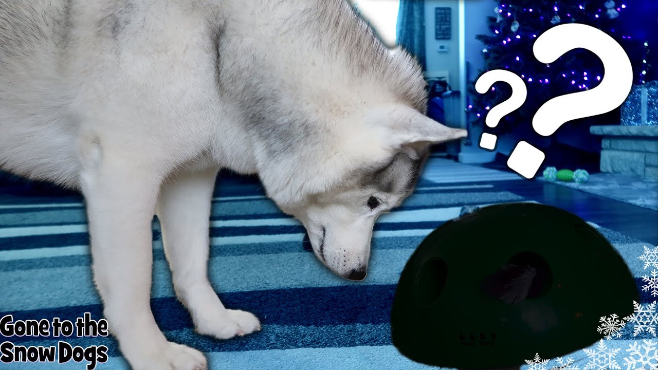 My Husky Reacts to New Cat Toy