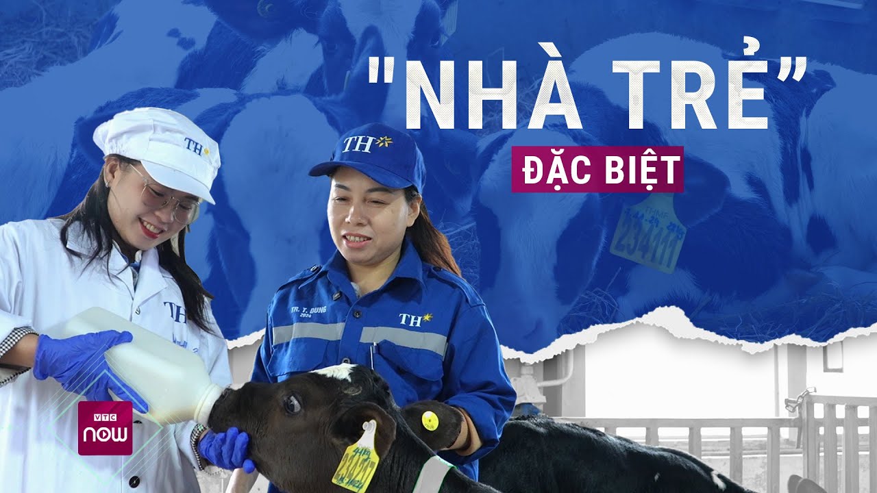 Trải nghiệm cho bê con uống sữa tại 