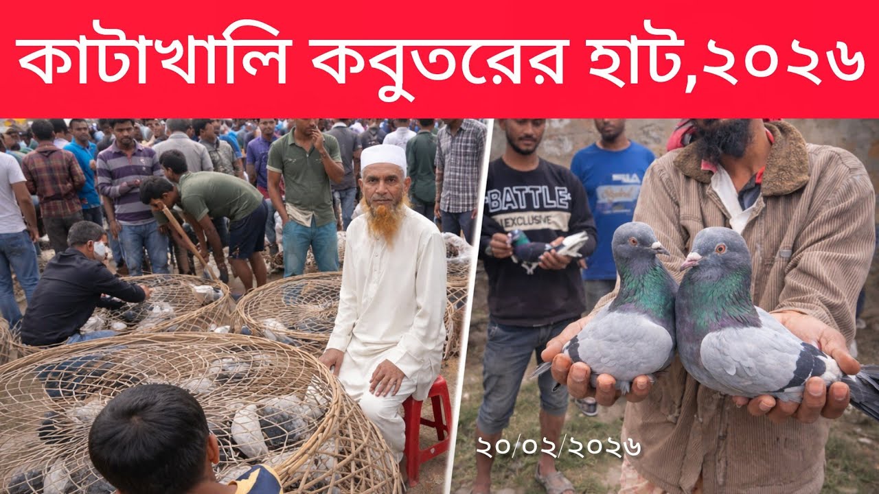 পার্ট-২ ||কাটাখালি কবুতরের হাট || ২০২৬ || Pigeon Market in Rajshahi BD || Giribaj Pigeon ||