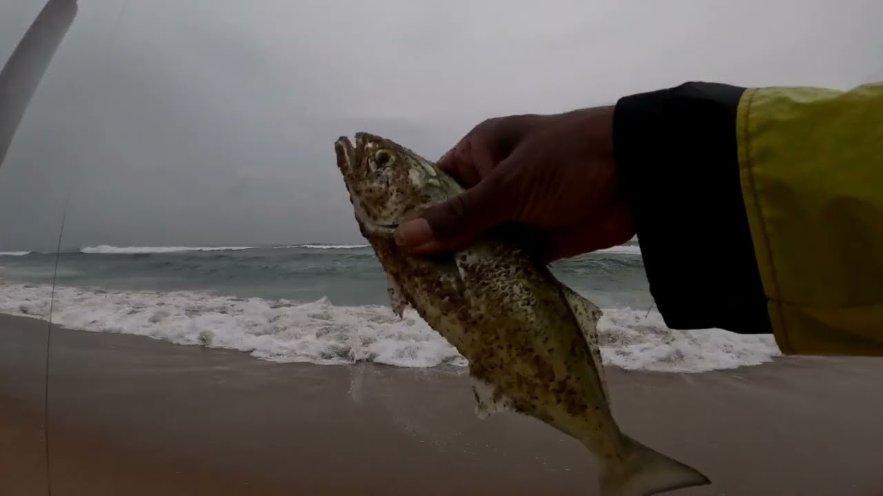 Fishing in Isipingo for Shad and Garrick