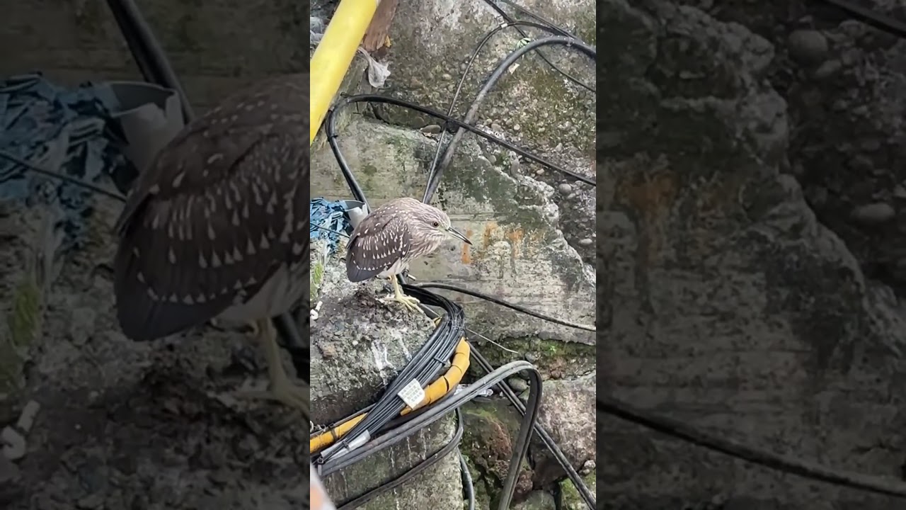 夜鷺#love #cute #birds #video #funny #video #viralvideo #shortvideo #shorts #short #gaming #animals