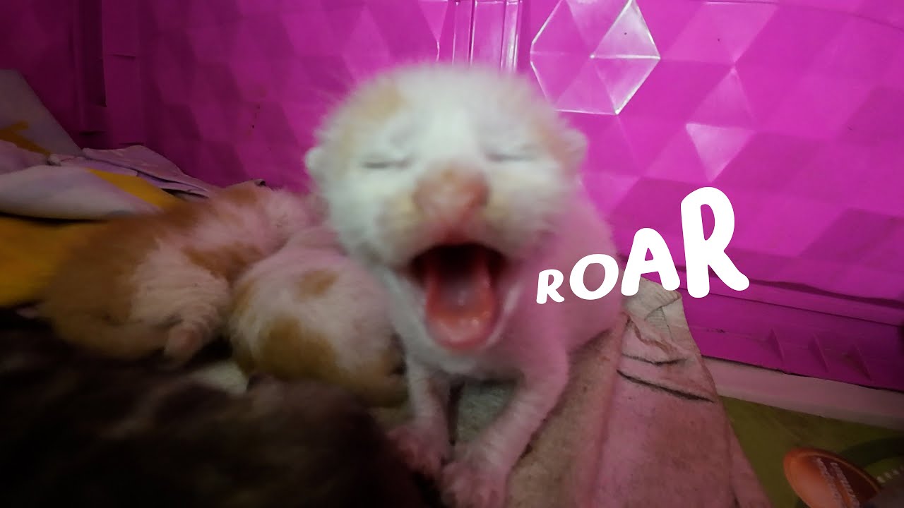 Newborn kitten sees human for the first time - kitten hissing