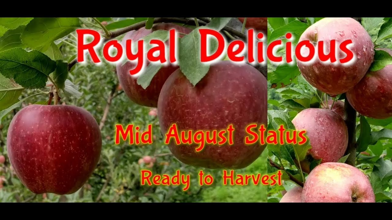 Royal Delicious Apple Variety, Mid August Status. by Inside Great Himalaya