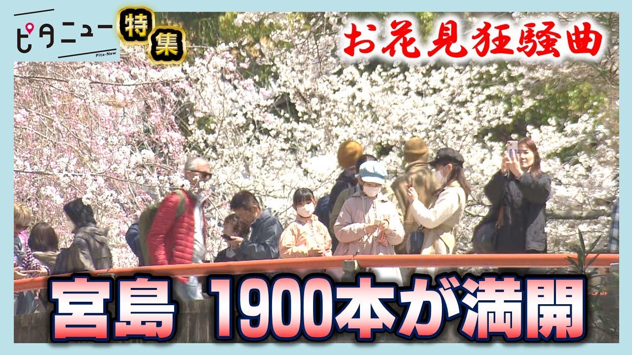 【特集】花見シーズンの宮島は大混雑！穴場スポットもご紹介