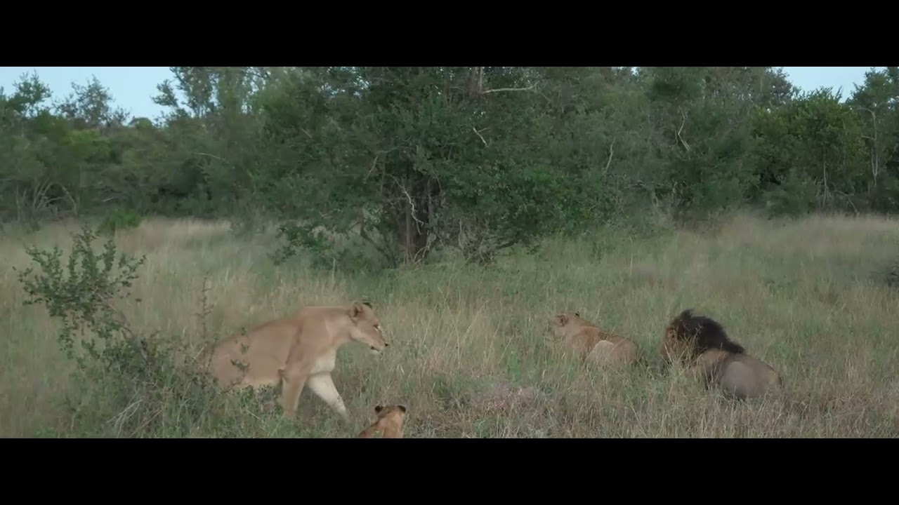4 Nkuhuma Lionesses, 6 cubs and 1 Ndhzenga Male