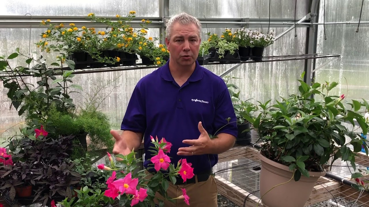 Dipladenia Finishing Tips with Jamie Gibson