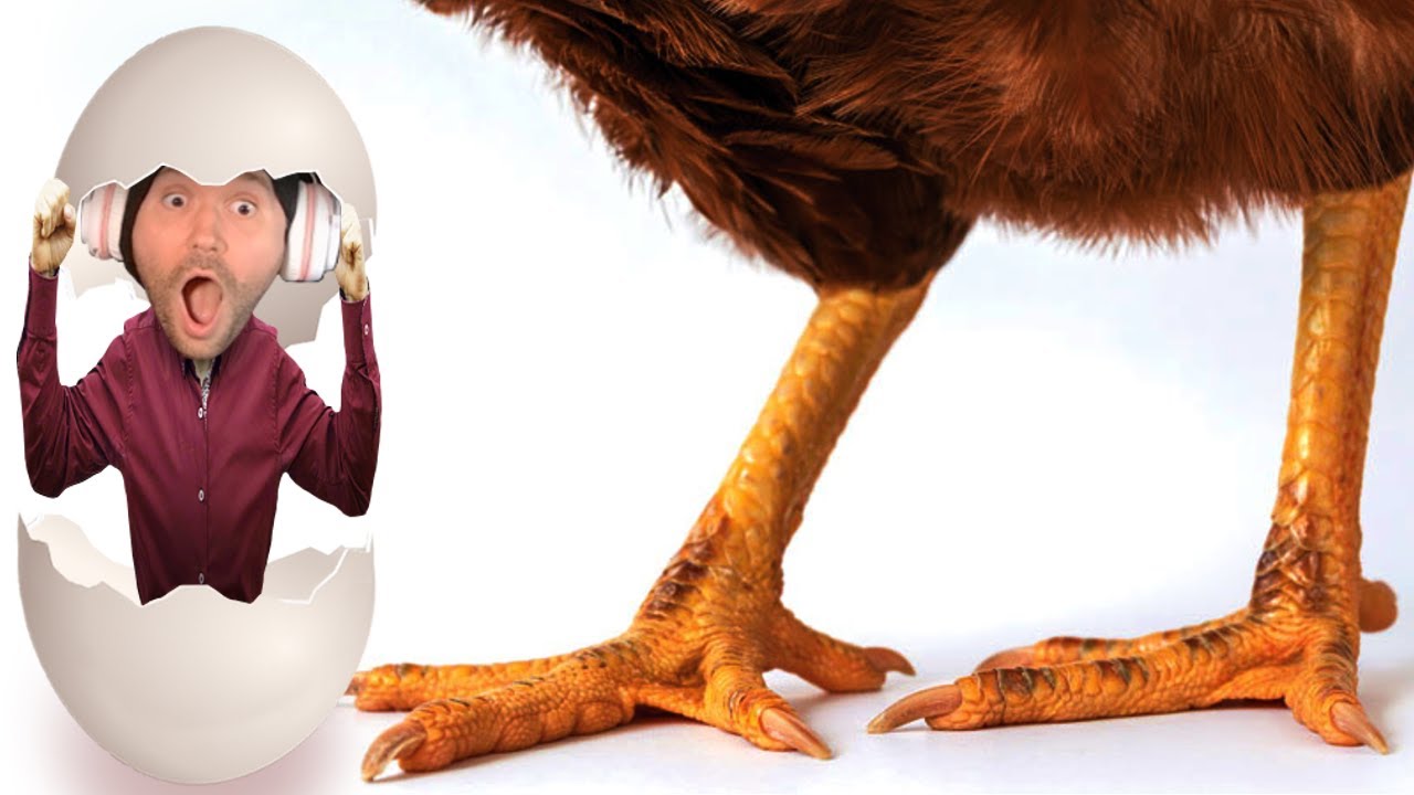 The Most Angry Chicken Alive