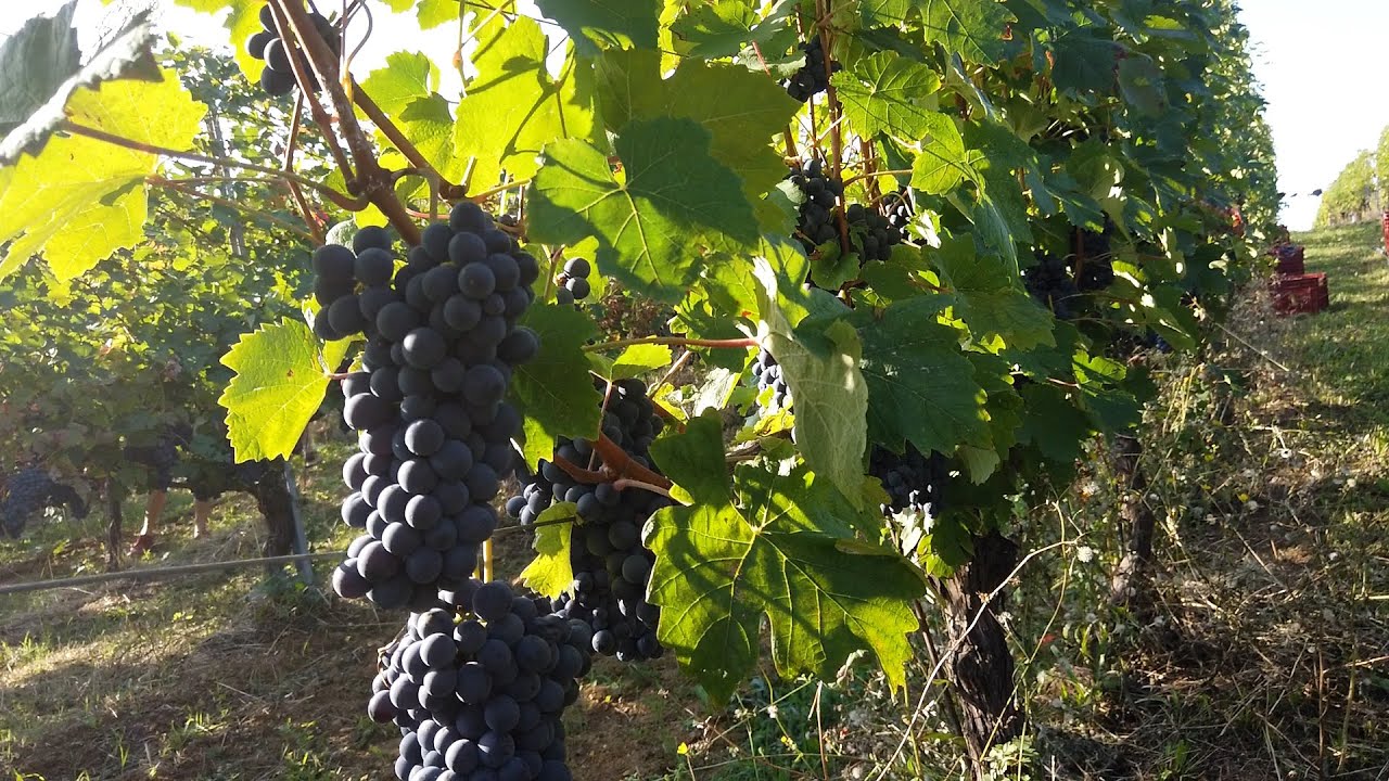 VENDEMMIA 2025 - Azienda Vitivinicola IL RINTOCCO