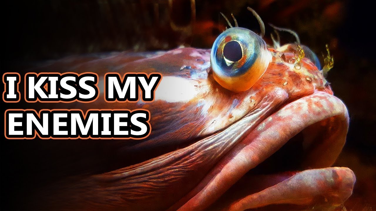 Sarcastic Fringehead facts: extreme snogging | Animal Fact Files