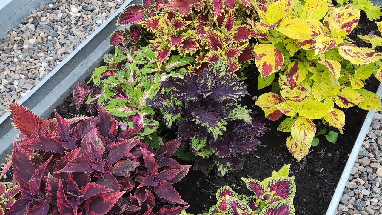 видео-каталог колеусы 2024