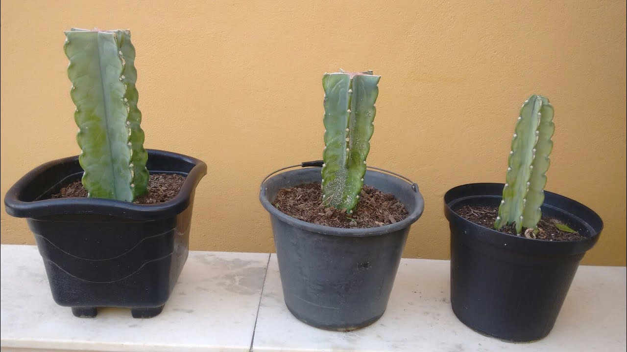 Cacto mandacaru como plantar e cuidar.