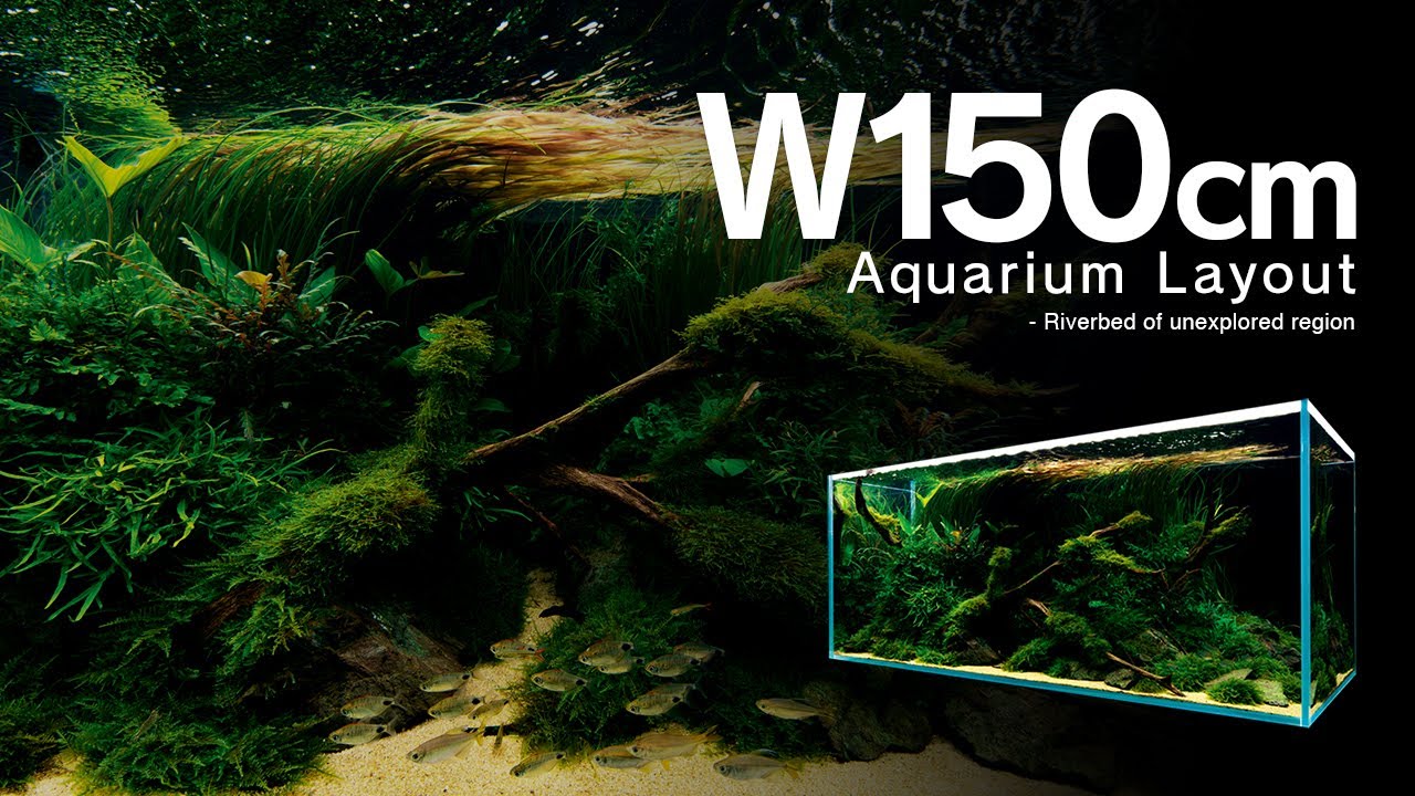 [ADAview] Riverbed of unexplored region 秘境の川底 -W150cm Aquarium Layout-【EN/JP Sub.】