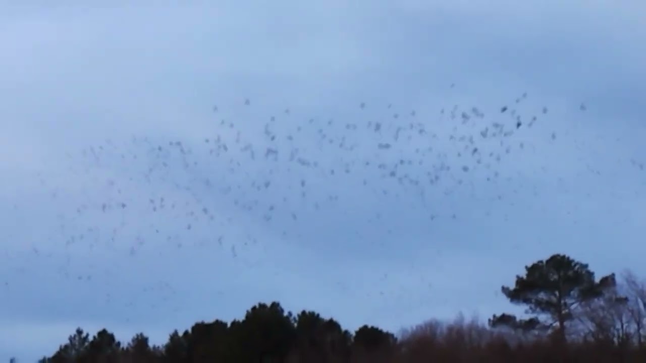 Murmurations d’Étourneaux (13 janv 2026)
