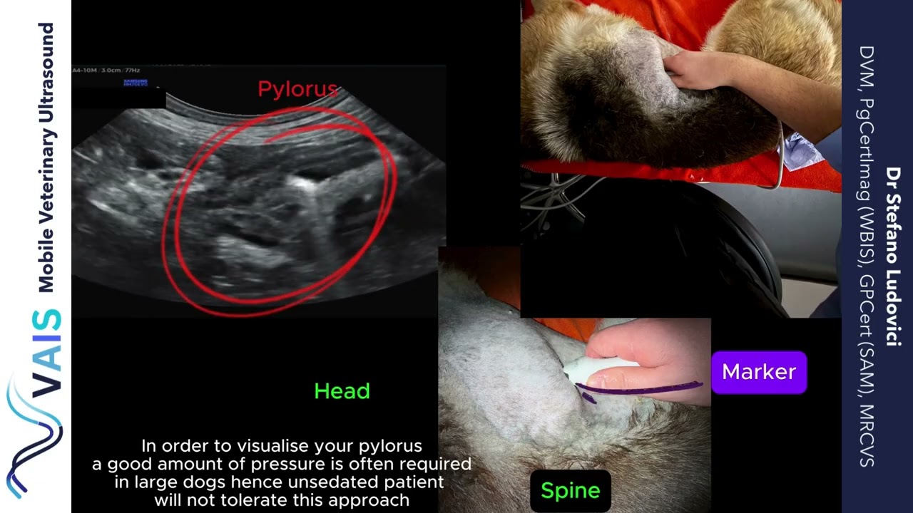 How to Scan the Duodenum & Pylorus in Dogs | Intercostal & Subcostal Ultrasound Approaches