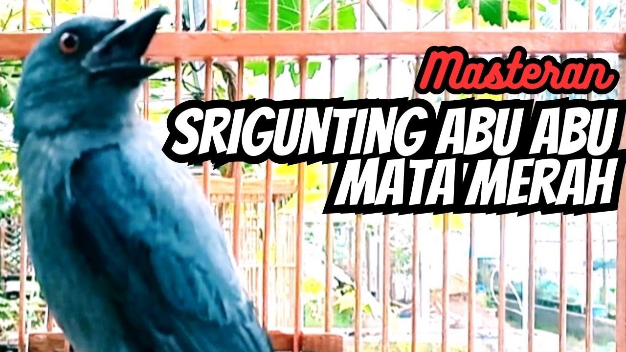 MASTERAN ! SRIGUNTING ABU ABU MATA MERAH GACOR TEMBAKAN RAPAT