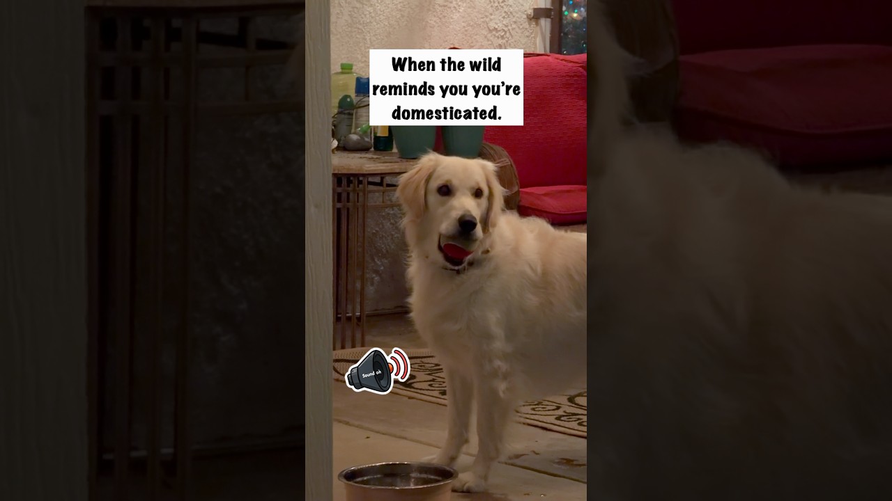 My Dog Heard Coyotes for the First Time… She Was NOT Ready 😳🐺