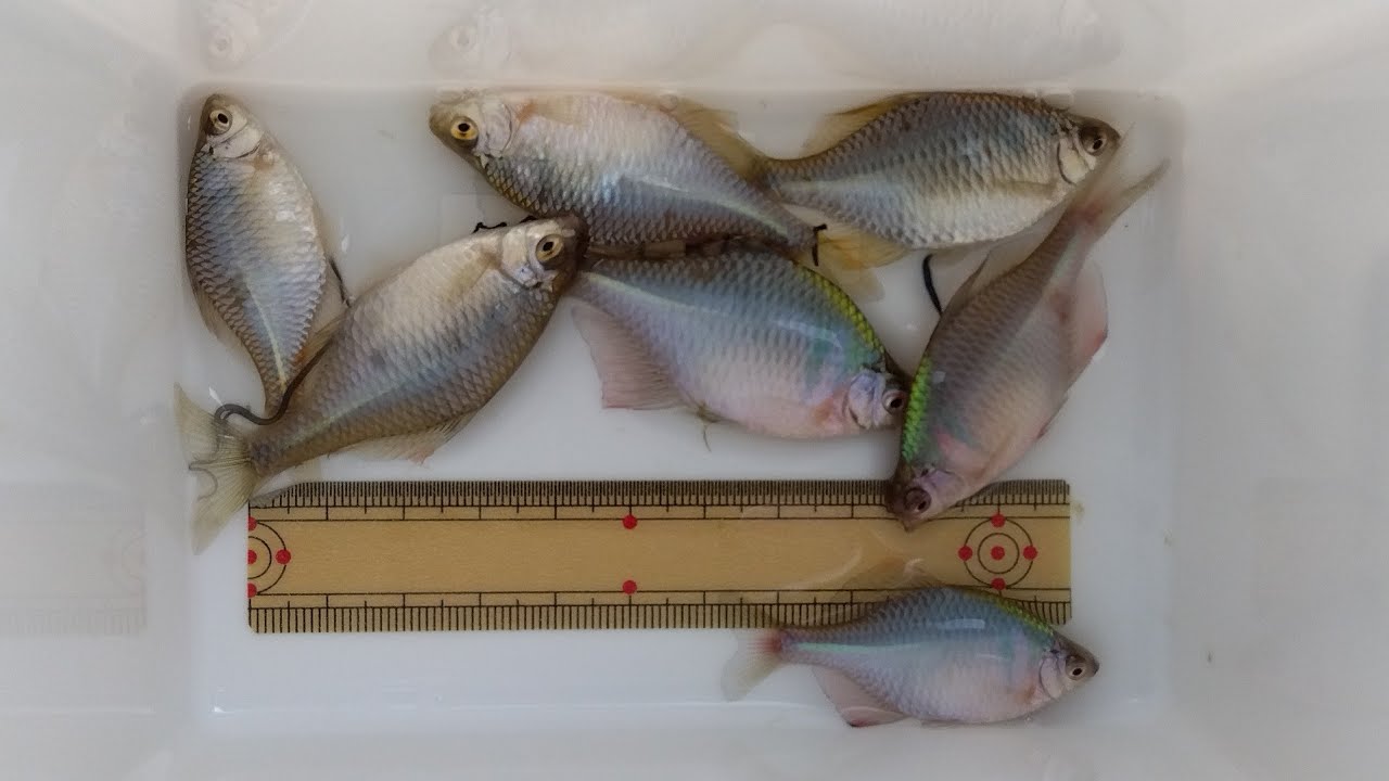 タナゴ釣り🐟2025/05/04/SU🌤️釣果記録🧟超渋くて意地になった👊