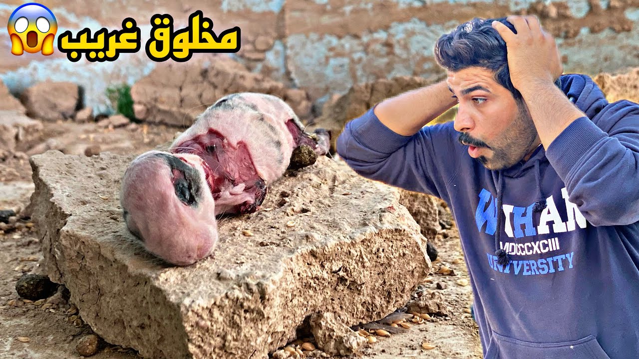 الارانب في خطر ‼️كلبي دراكون ينطلق في المزرعة ولاكن⁉️