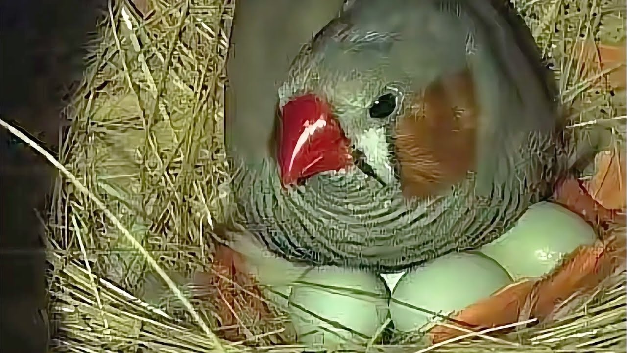 Zabra finch breading in my avairy finch pair 