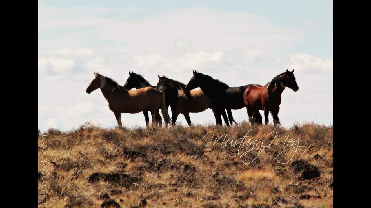 Wild Horses "Sun and Storm"