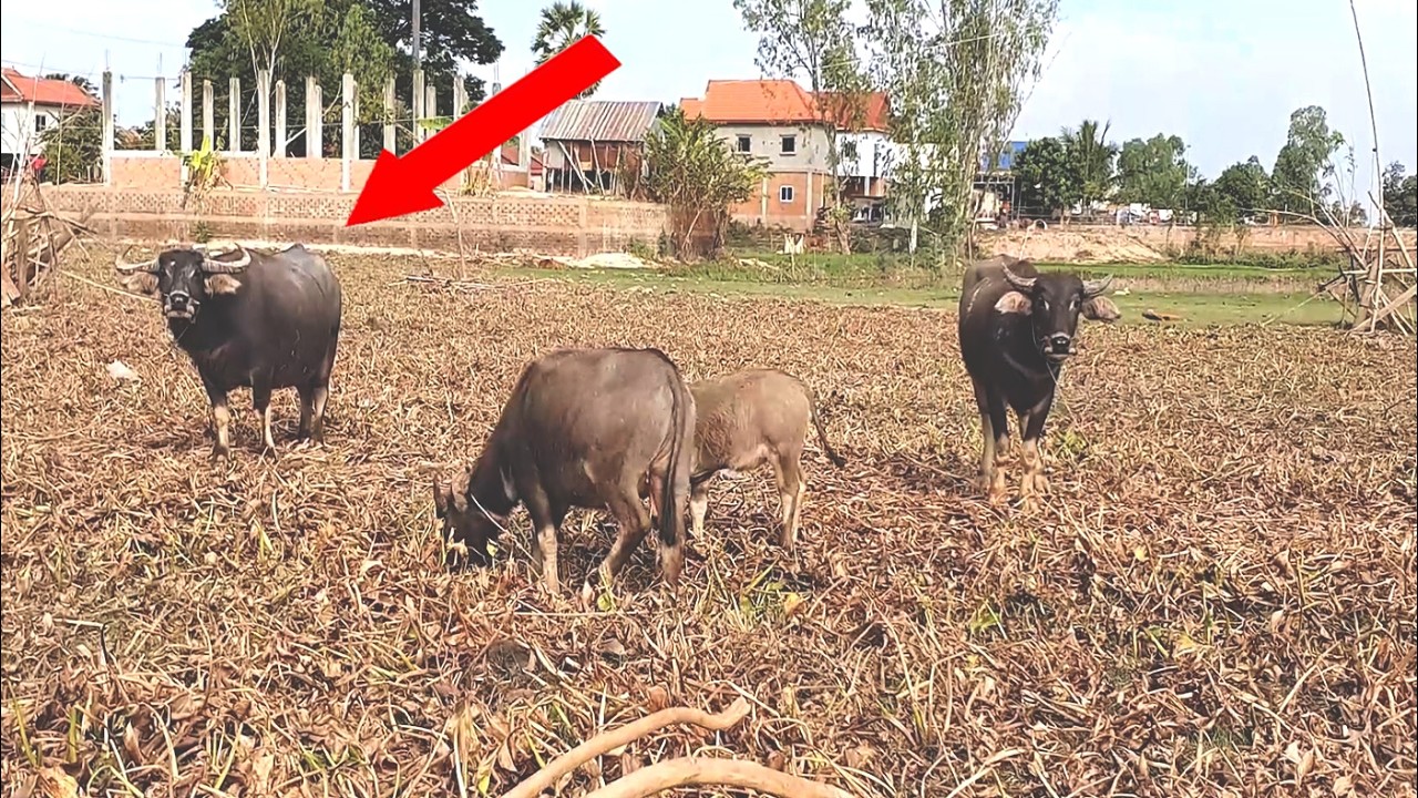 What's unique about this water buffalo?