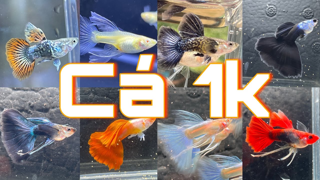 Xã Các Dòng Cá Guppy Cuối Năm Giá 1K 5K