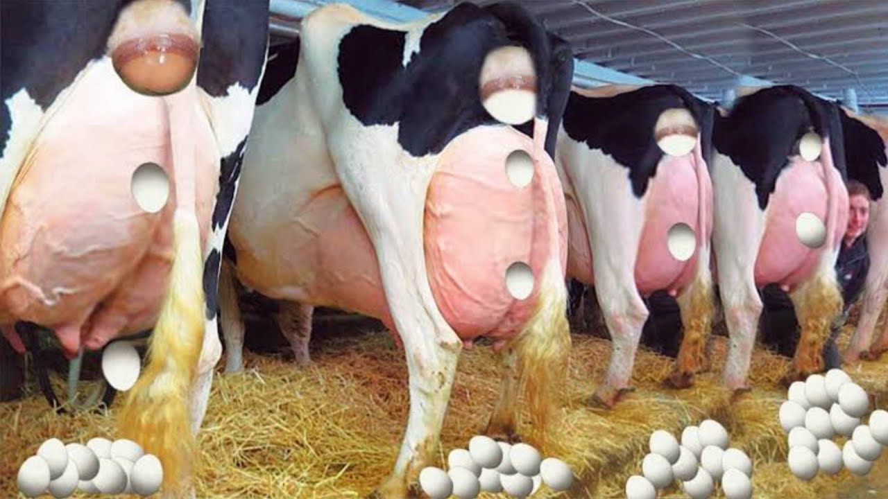 देखिए कैसे विदेशों में गायों का शोषण किया जा रहा है | Amazing Modern Automatic Milking Machines