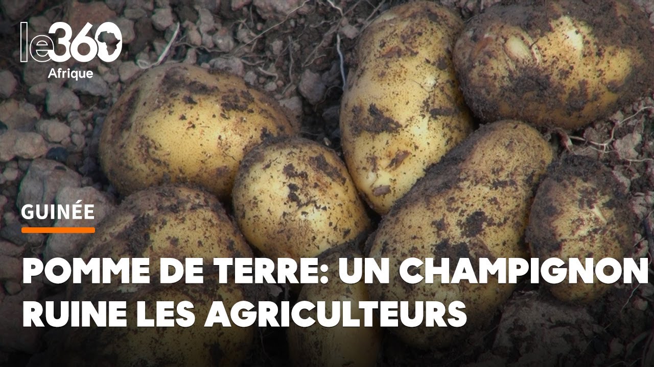 Culture de la pomme de terre en Guinée: un champignon microscopique ruine un héritage séculaire