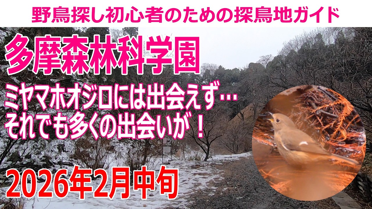 多摩森林科学園(東京都)の探鳥地レポート ミヤマホオジロには出会えず…それでも多くの出会いが！　2026年2月中旬