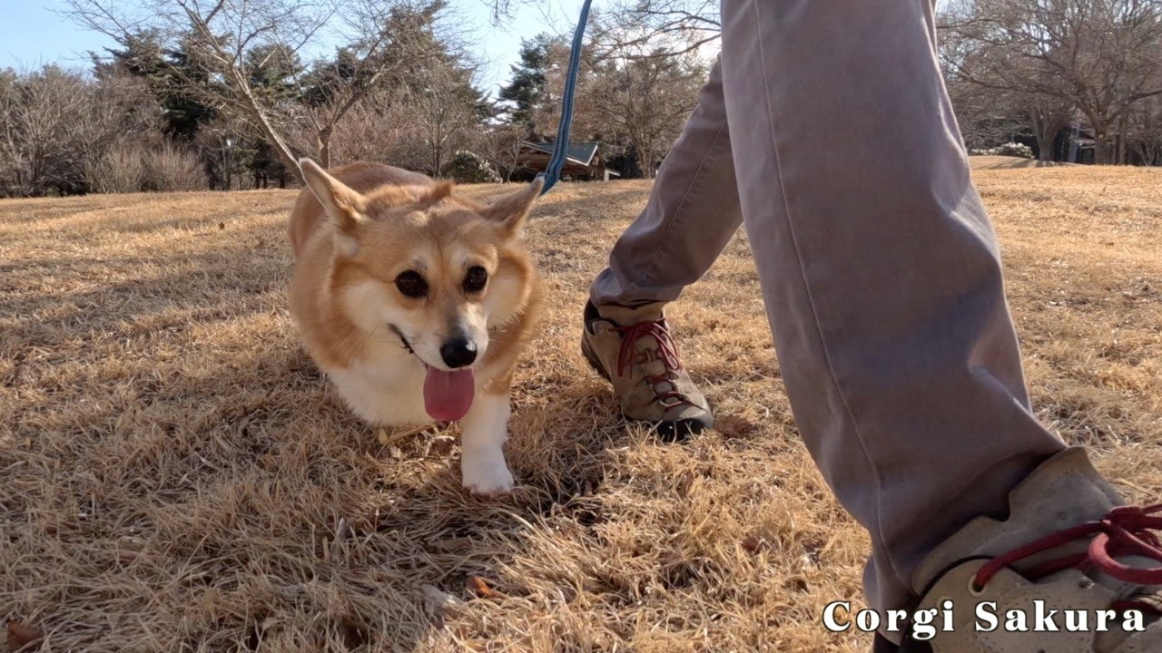 たまには公園歩きも悪くないと思ったコーギー / A Corgi thinking that a walk in the park isn't so bad for a change.