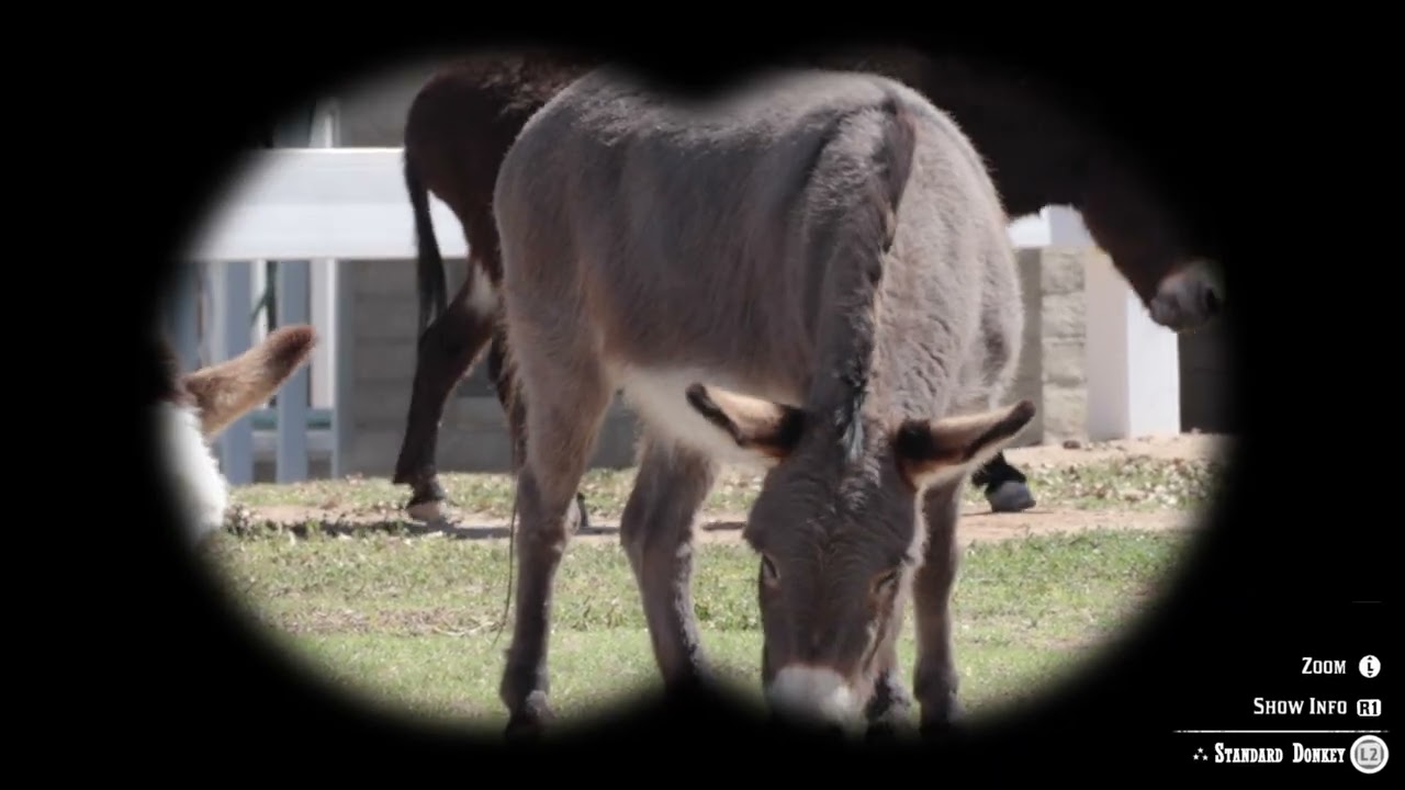 Animal 16/159: Standard Donkey. Red Dead Redemption 2 2026 Compendium Update