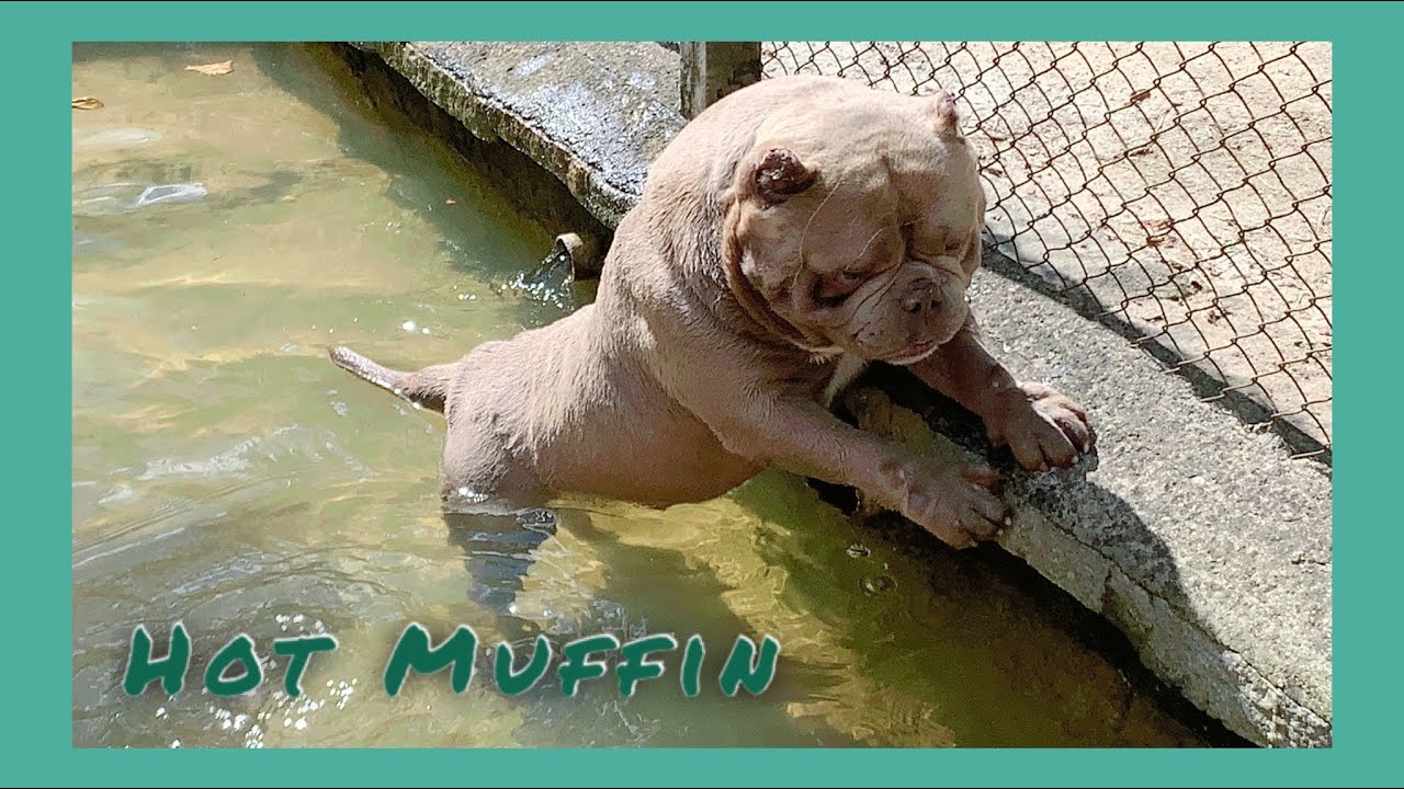 Canil 4 - Muffin e Sarada