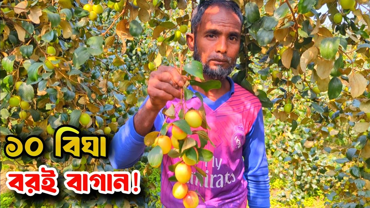 বিদেশি বরই চাষ বদলে দিয়েছে দুলাল হোসেনের ভাগ্য  | Boroi Chass | Swadesh Agro |