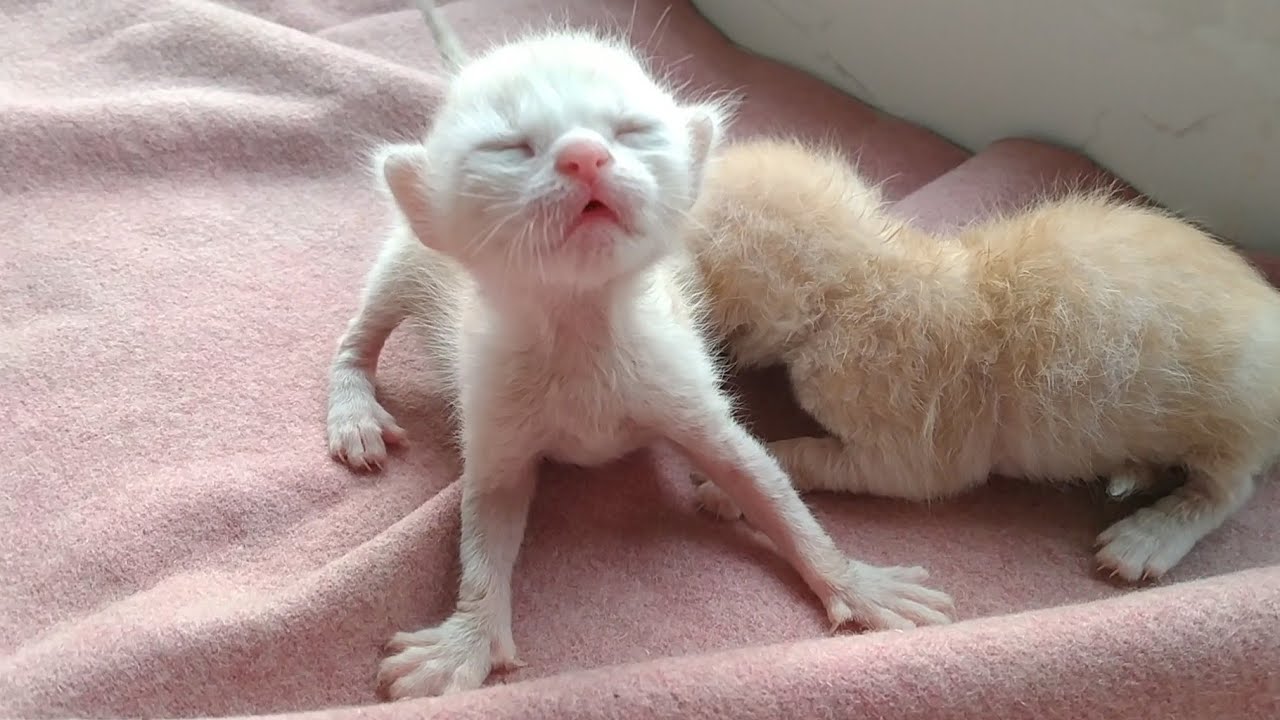 Newborn Rescue Kittens Are Crawling And Trying To Walk They Look Adorable