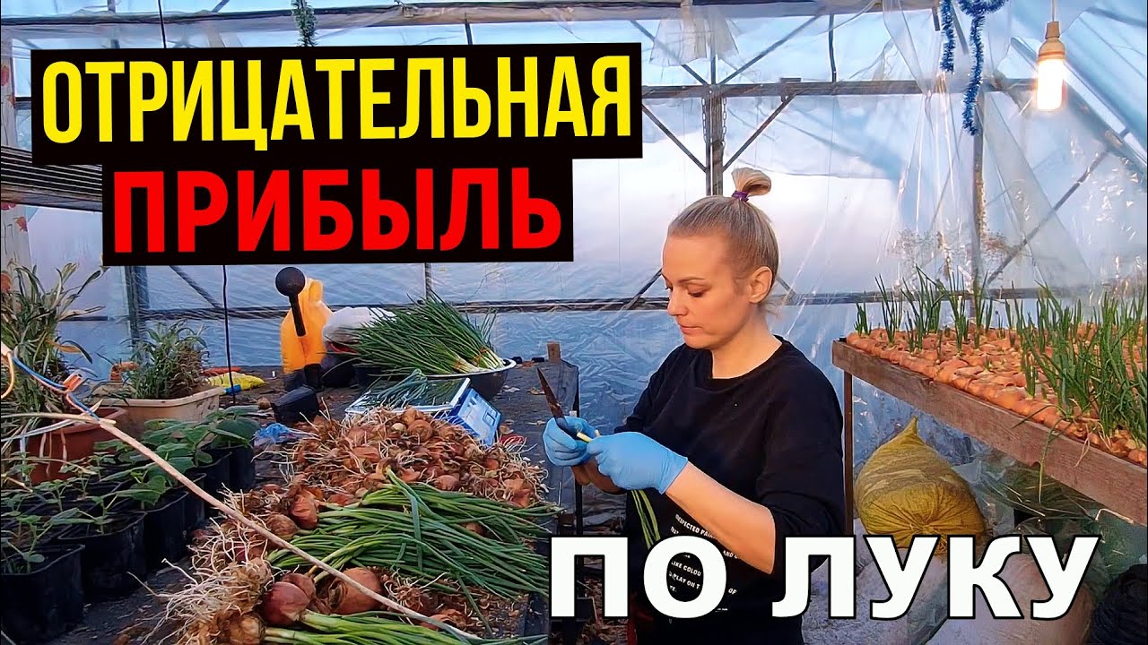 Сколько заработали на луке? Сеем цветы. Ремонт продолжается.
