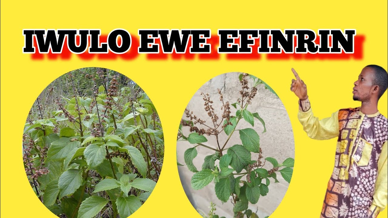IWULO EWE EFINRIN @Dromoodoagbatv  scent leaf,ewe efinrin
