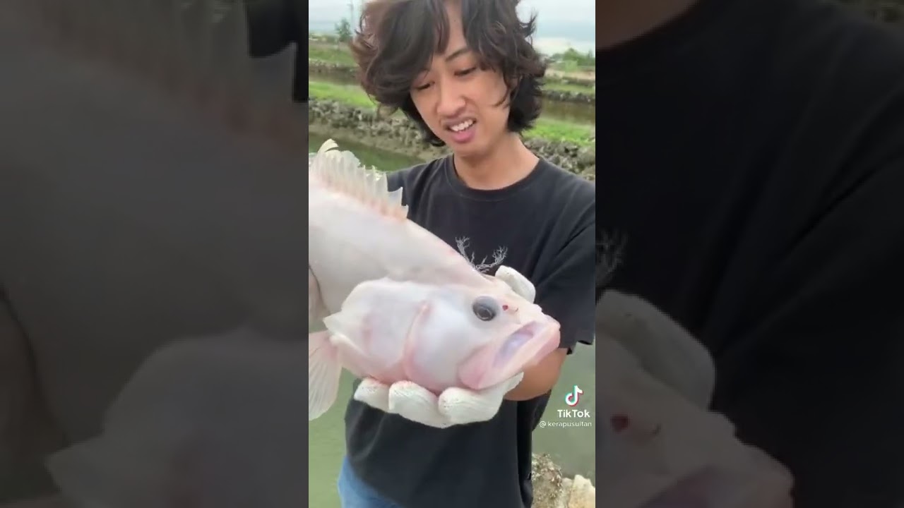 kerapu sultan #kerapumonster #kerapualbino #albino