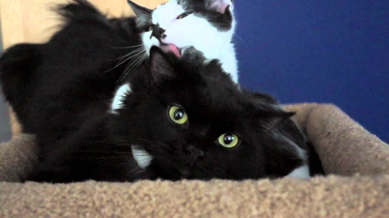 The Most Annoying Grooming Session EVER!
