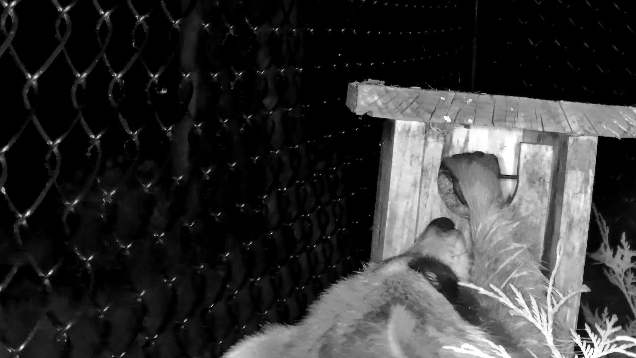 Raccoon attacks Chickadee Nesting Box