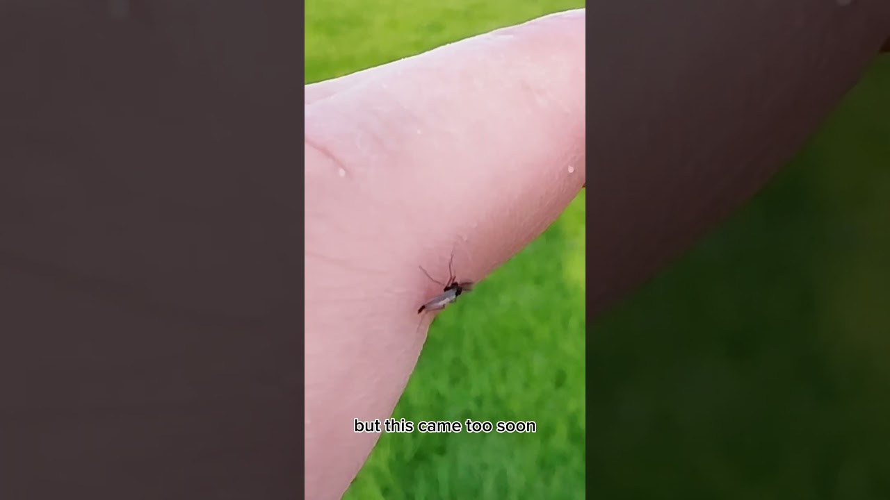 May is Here So Are Midges